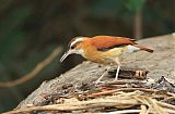 Pale-legged Hornero